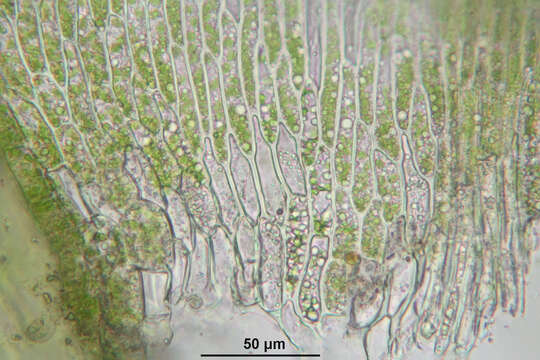 Image of Rhynchostegium murale W. P. Schimper ex B. S. G. 1852