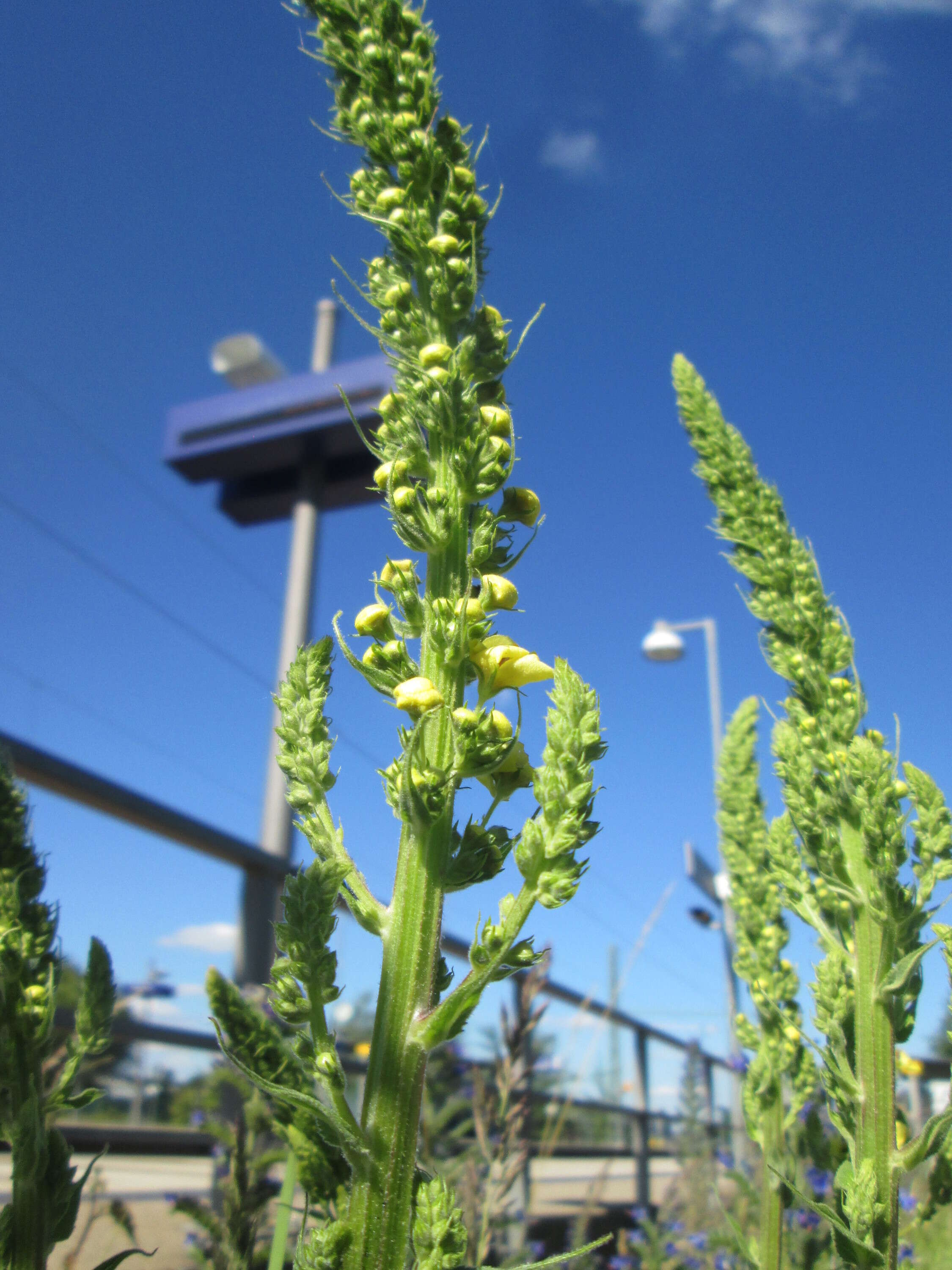 Verbascum nigrum L. resmi