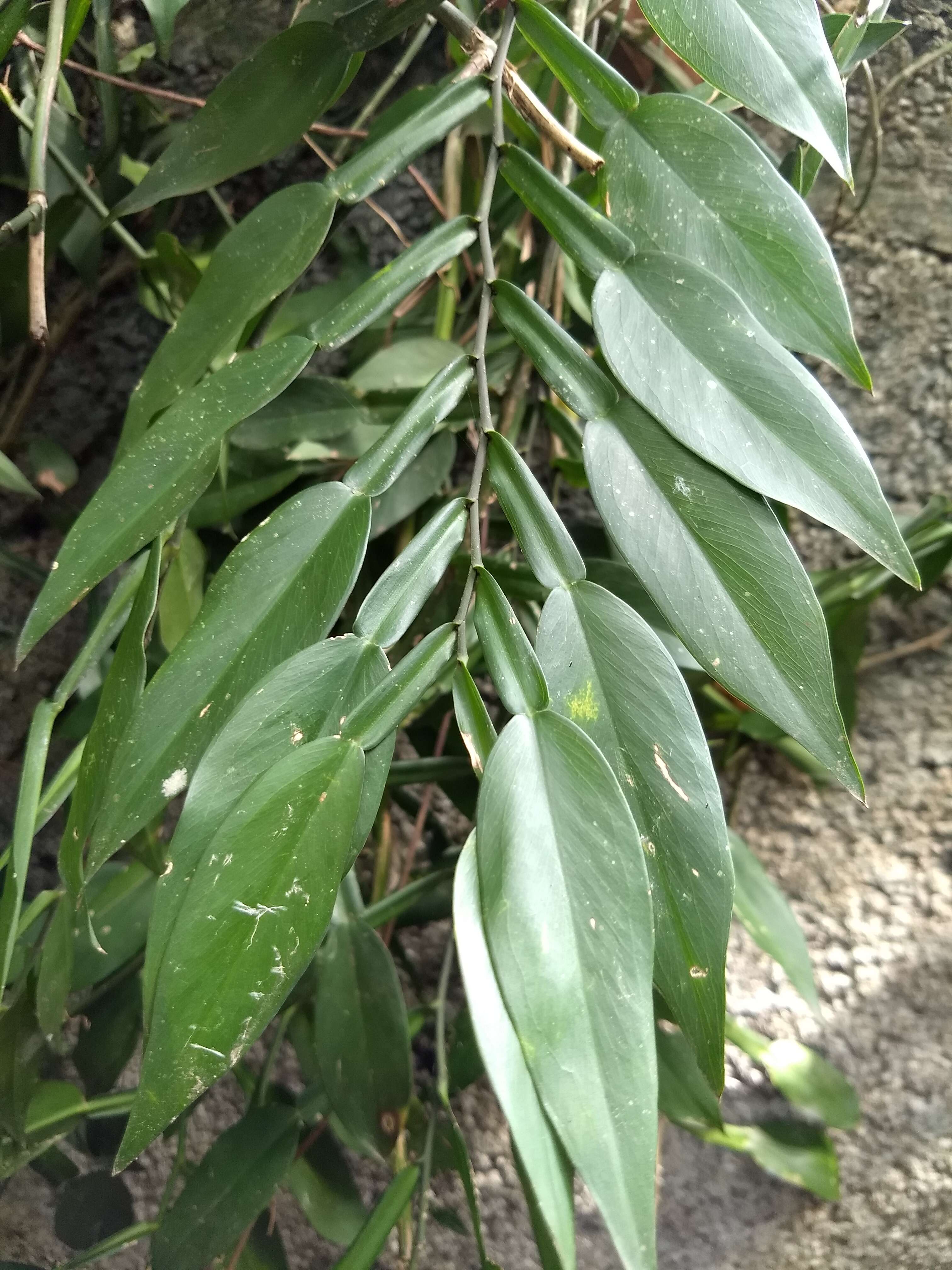 Image of Pothos scandens L.