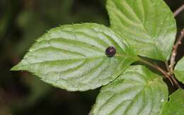 Helwingia japonica (Thunb. ex Murray) F. G. Dietrich resmi