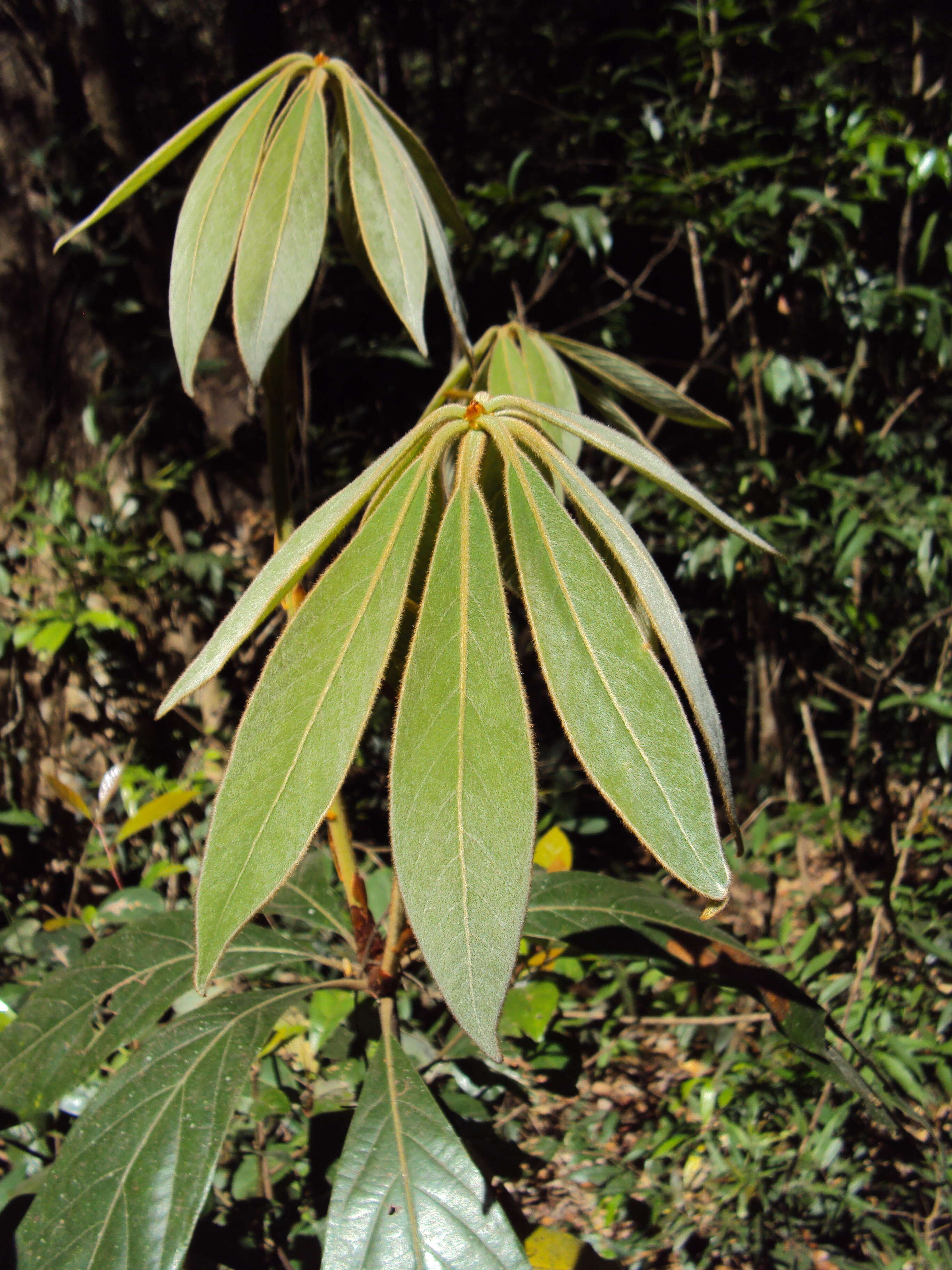 Image of Actinodaphne bourdillonii Gamble