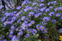 Image of aromatic aster