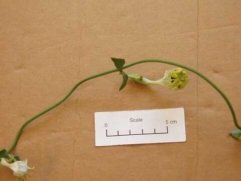 Image of Ceropegia radicans Schltr.