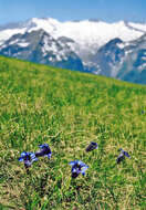 Image of Stemless Gentian