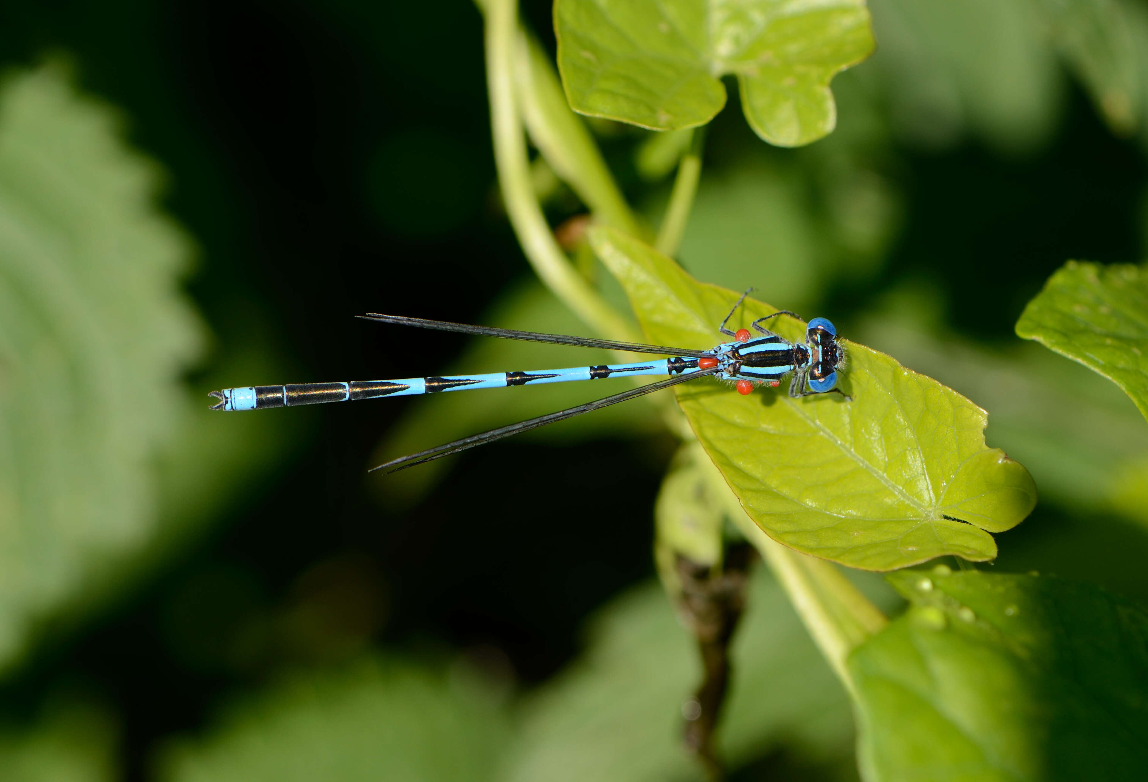 Image de Agrion de vander Linden