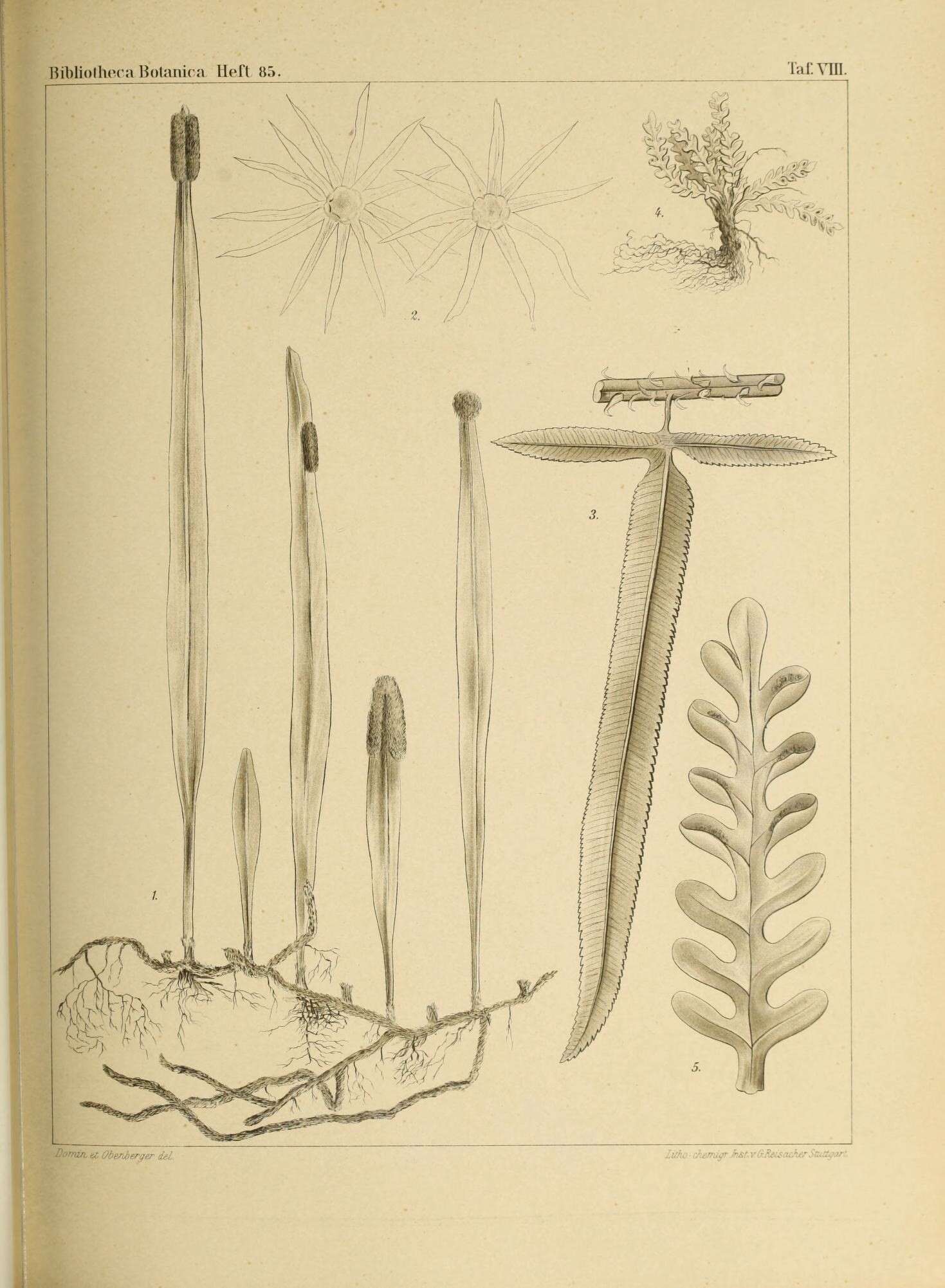 صورة Cyclophorus Montfort 1810