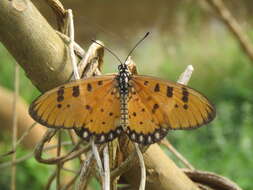 Image of Acraea terpsicore