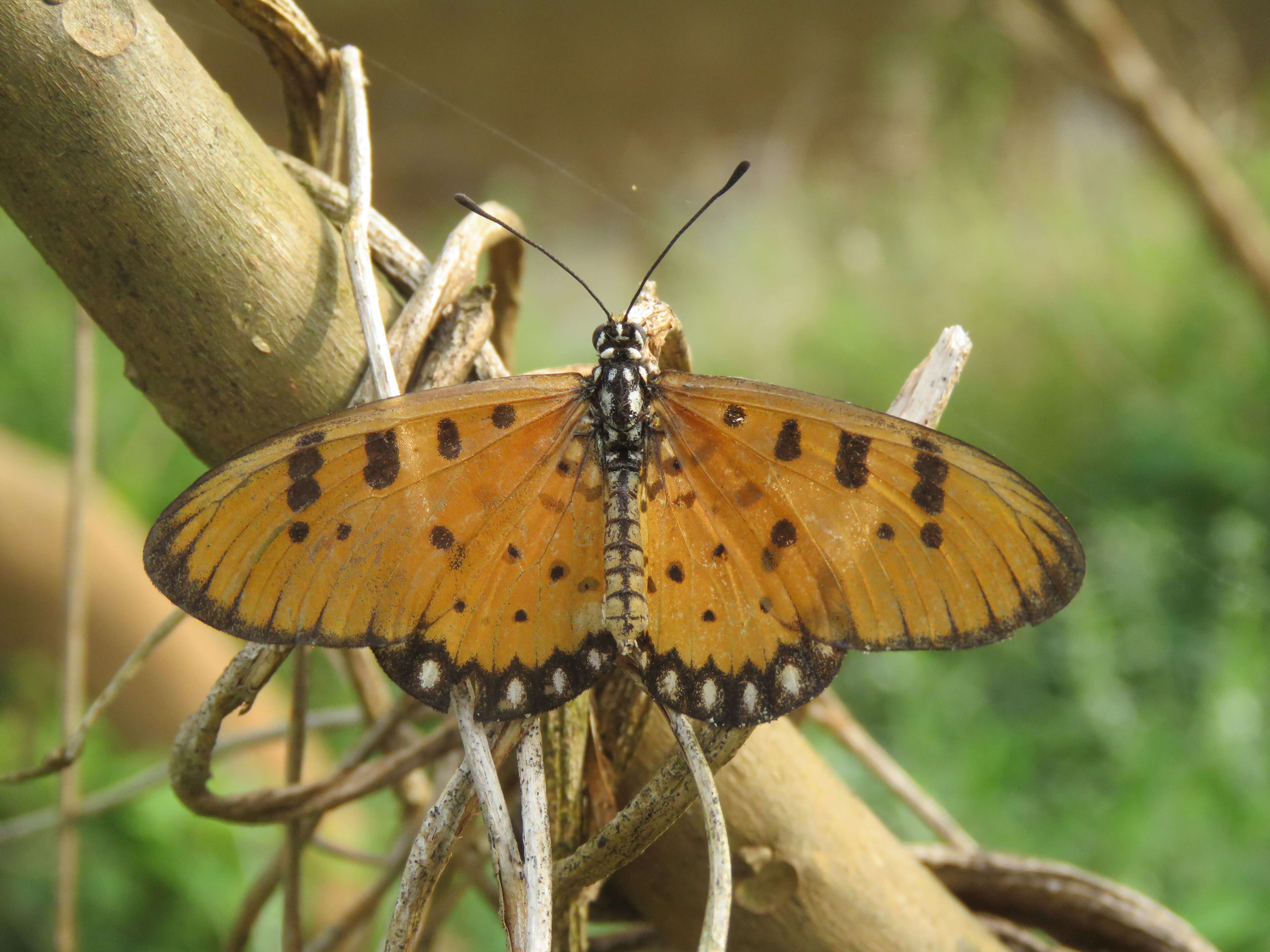 Image of Acraea terpsicore