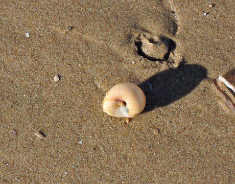 Image of European necklace shell