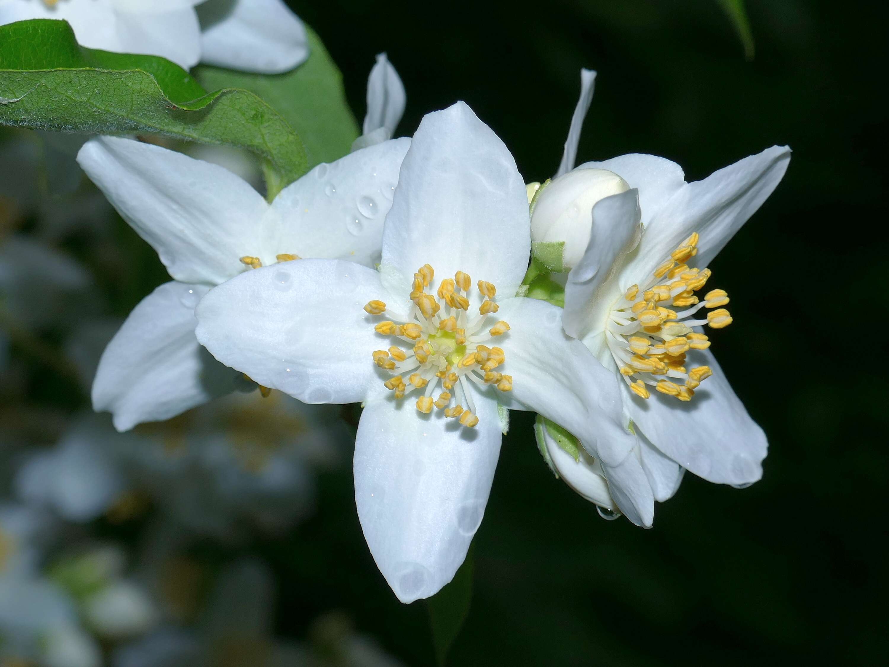 Plancia ëd Philadelphus coronarius L.