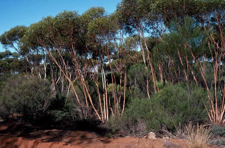 Image of Eucalyptus cerasiformis M. I. H. Brooker & D. F. Blaxell