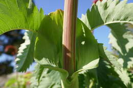 Image de Melianthus major L.