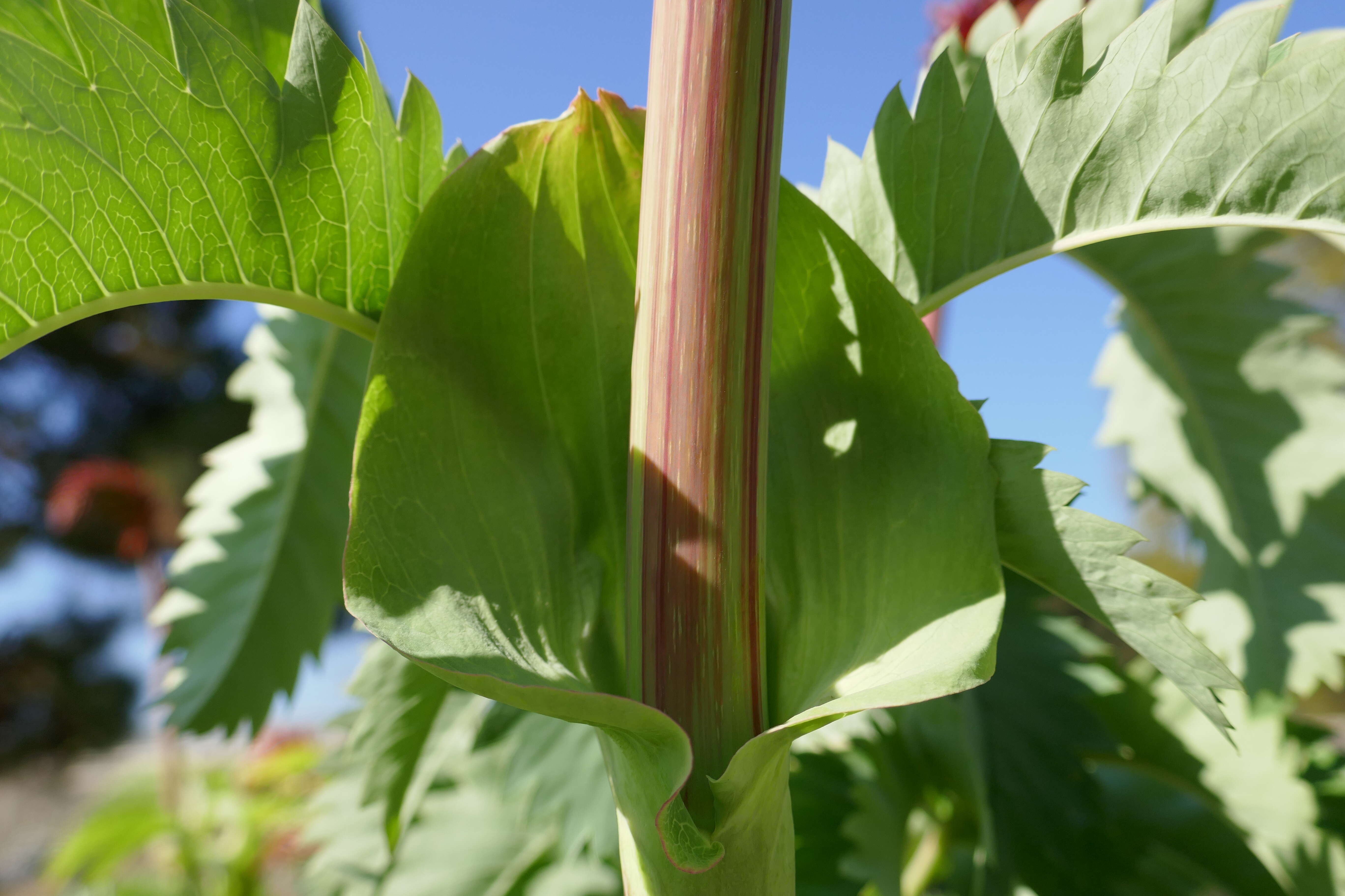 Image de Melianthus major L.