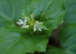 Image of Alpine enchanter’s-nightshade