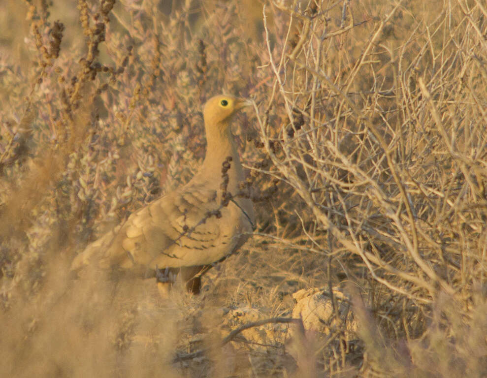 Image of Chestnut-bellied Sandgrouse