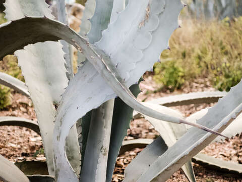 Image of American Aloe