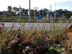 Image of stalked bur grass