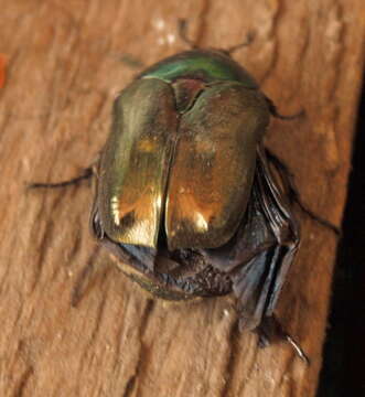 Image of Protaetia (Potosia) cuprea (Fabricius 1775)