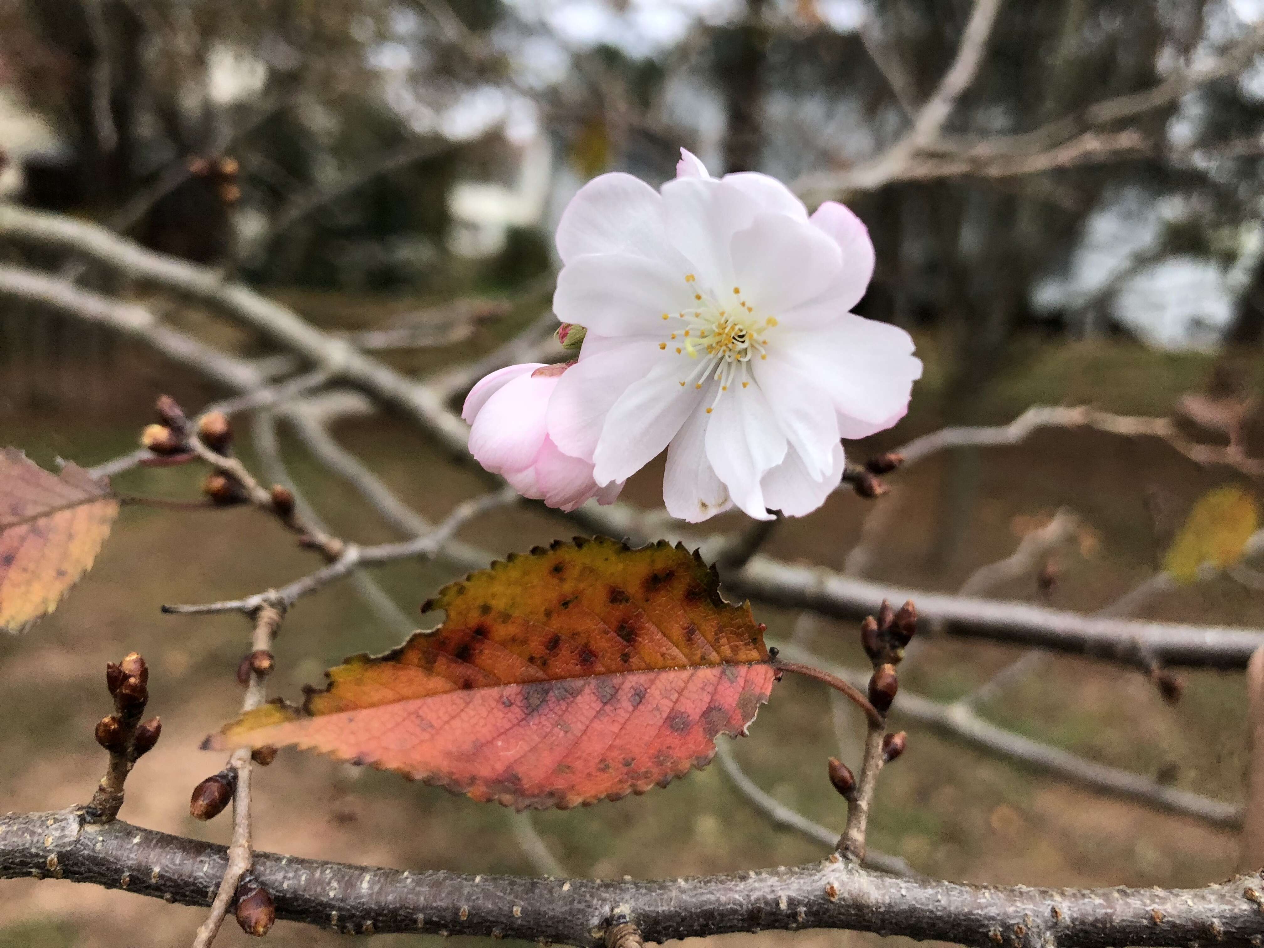 Plancia ëd Prunus subhirtella Miq.