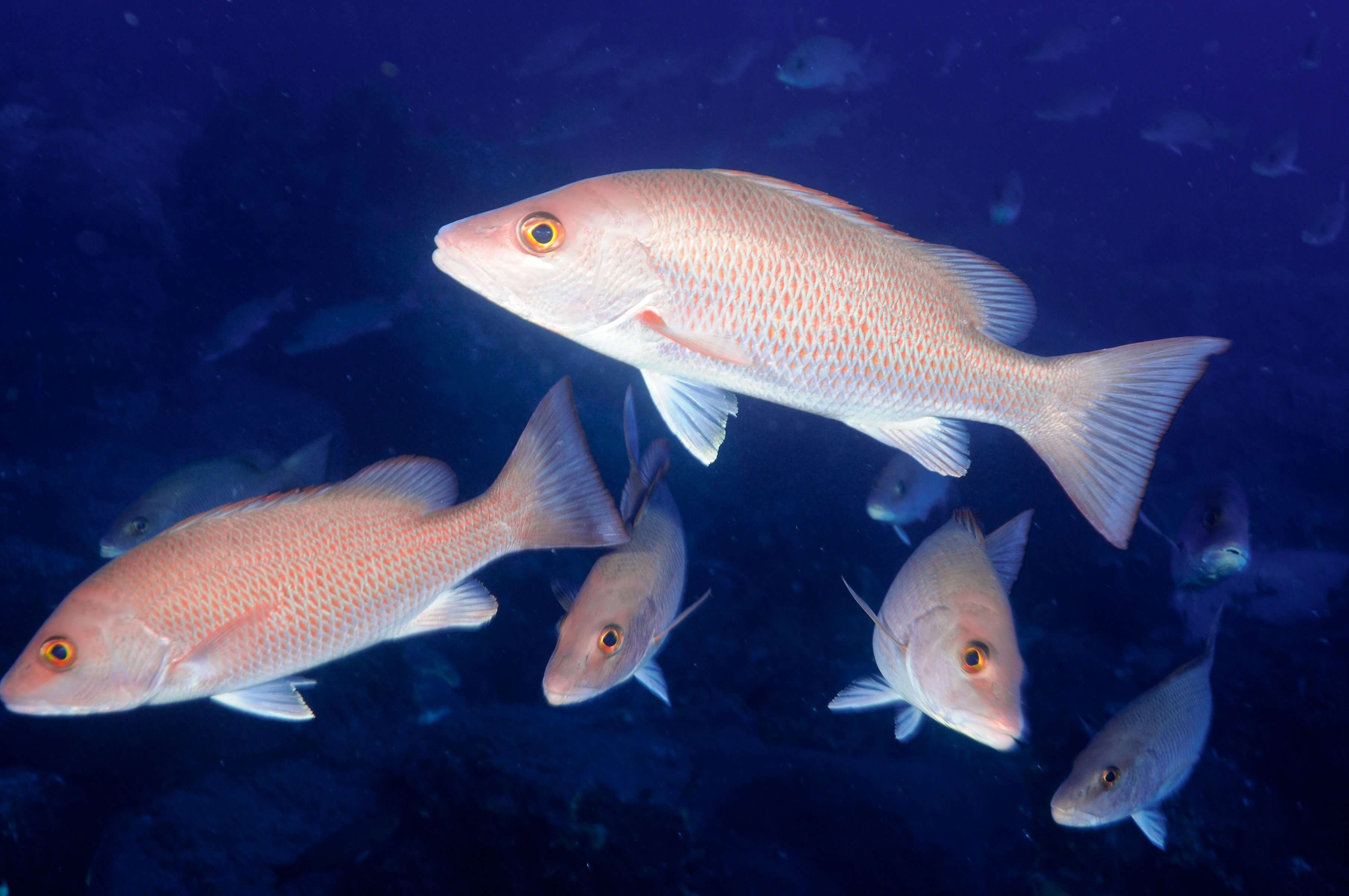 Image of Gray Snapper