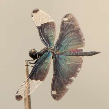 Image of Butterfly Dragonfly