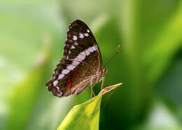 Image of Banded Peacock