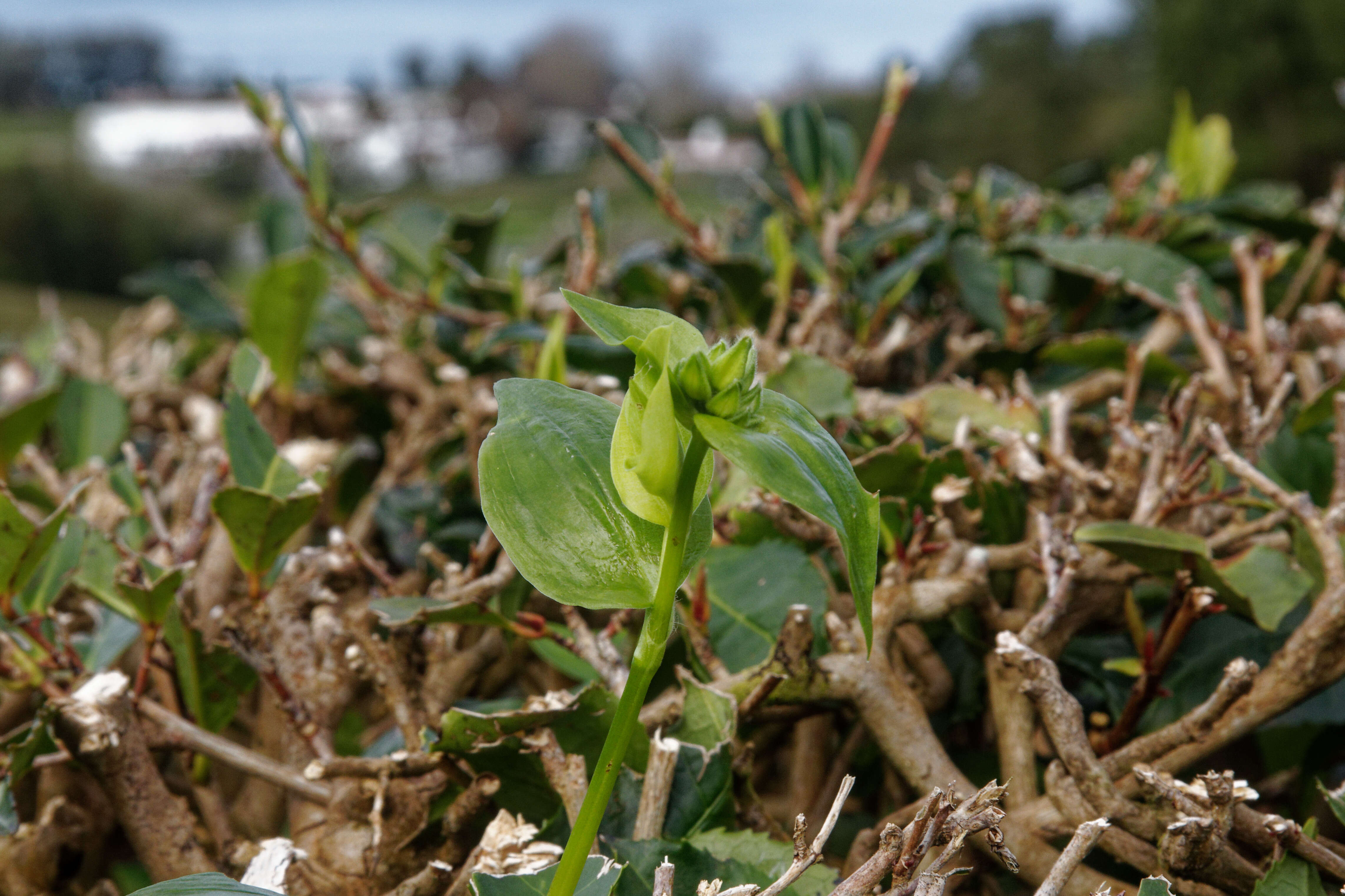 Image of Tea plant