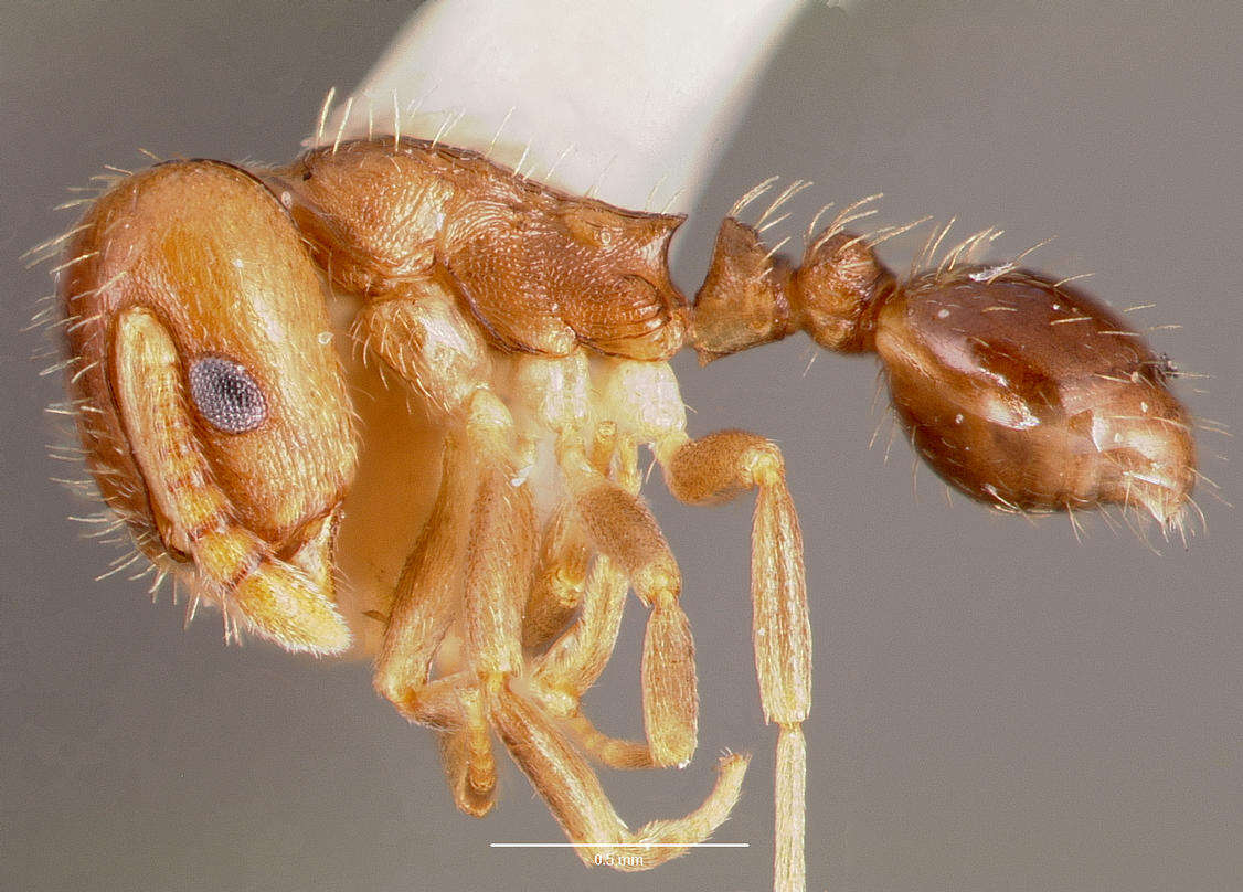 Imagem de Temnothorax americanus