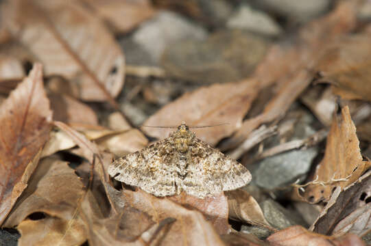 Image of Alcis taiwanovariegata