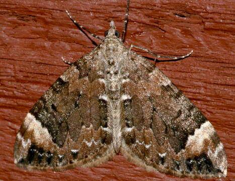 Image of Dark Marbled Carpet