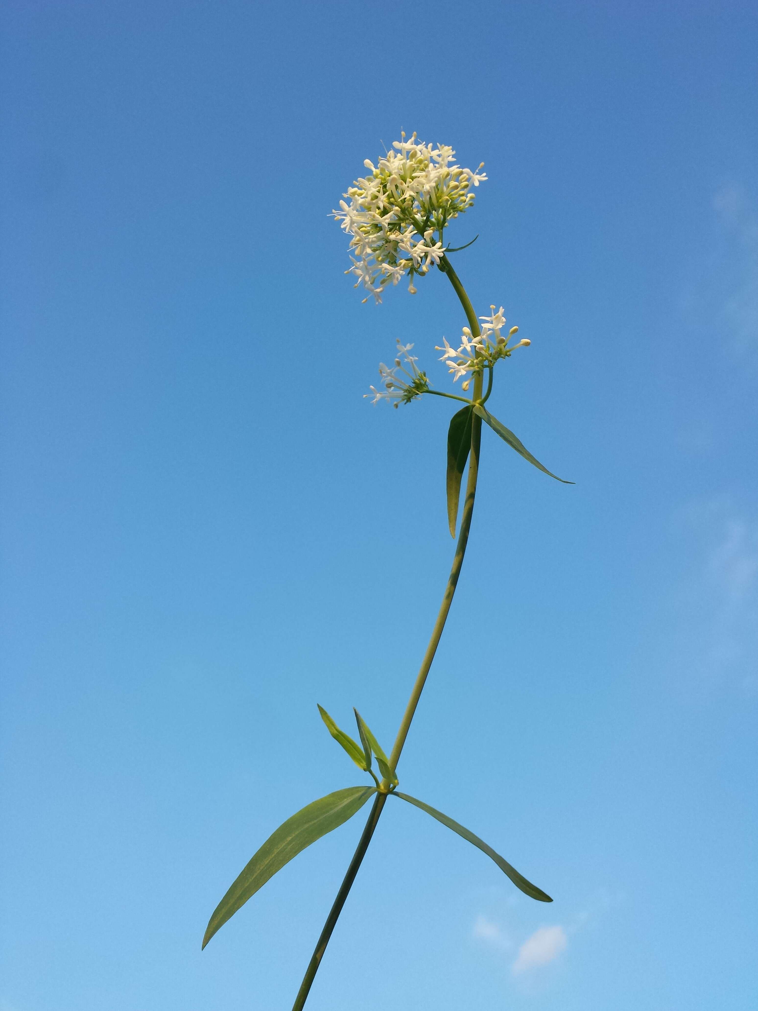 Image of Red Valerian