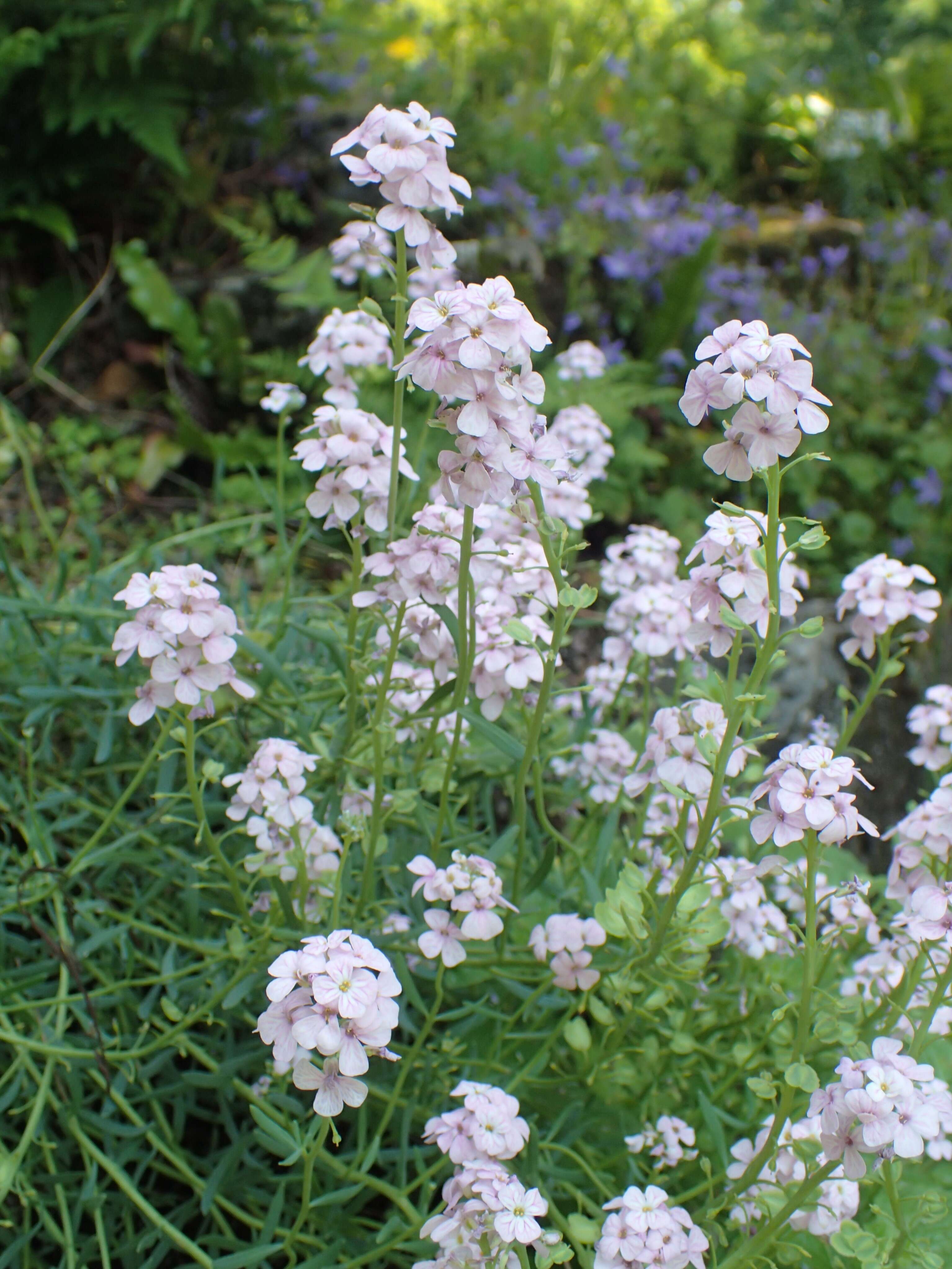 Image de Aethionema grandiflorum Boiss. & Hohen.