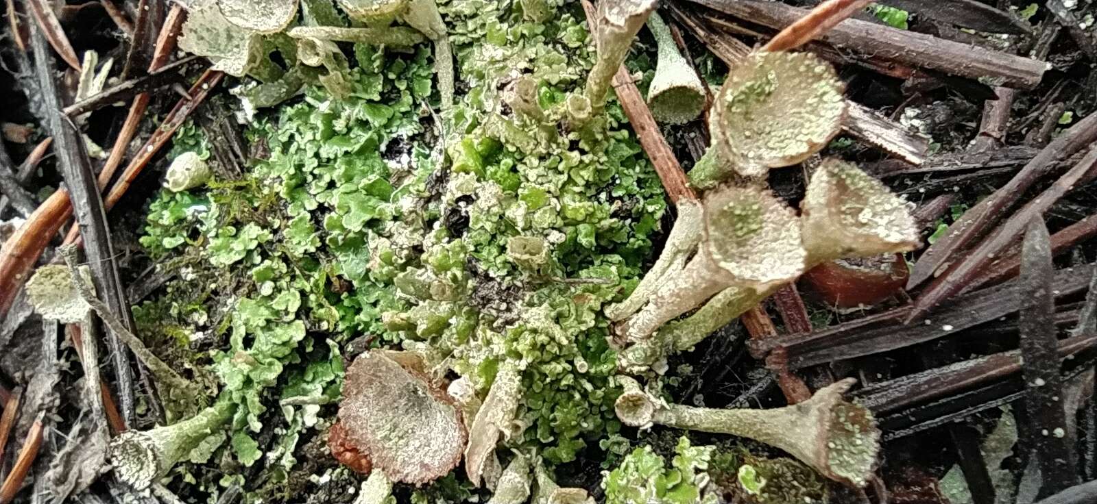 Image of cup lichen