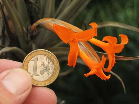 Tillandsia erici Ehlers resmi