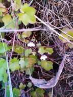 Image of Ivy-leaved Toadflax