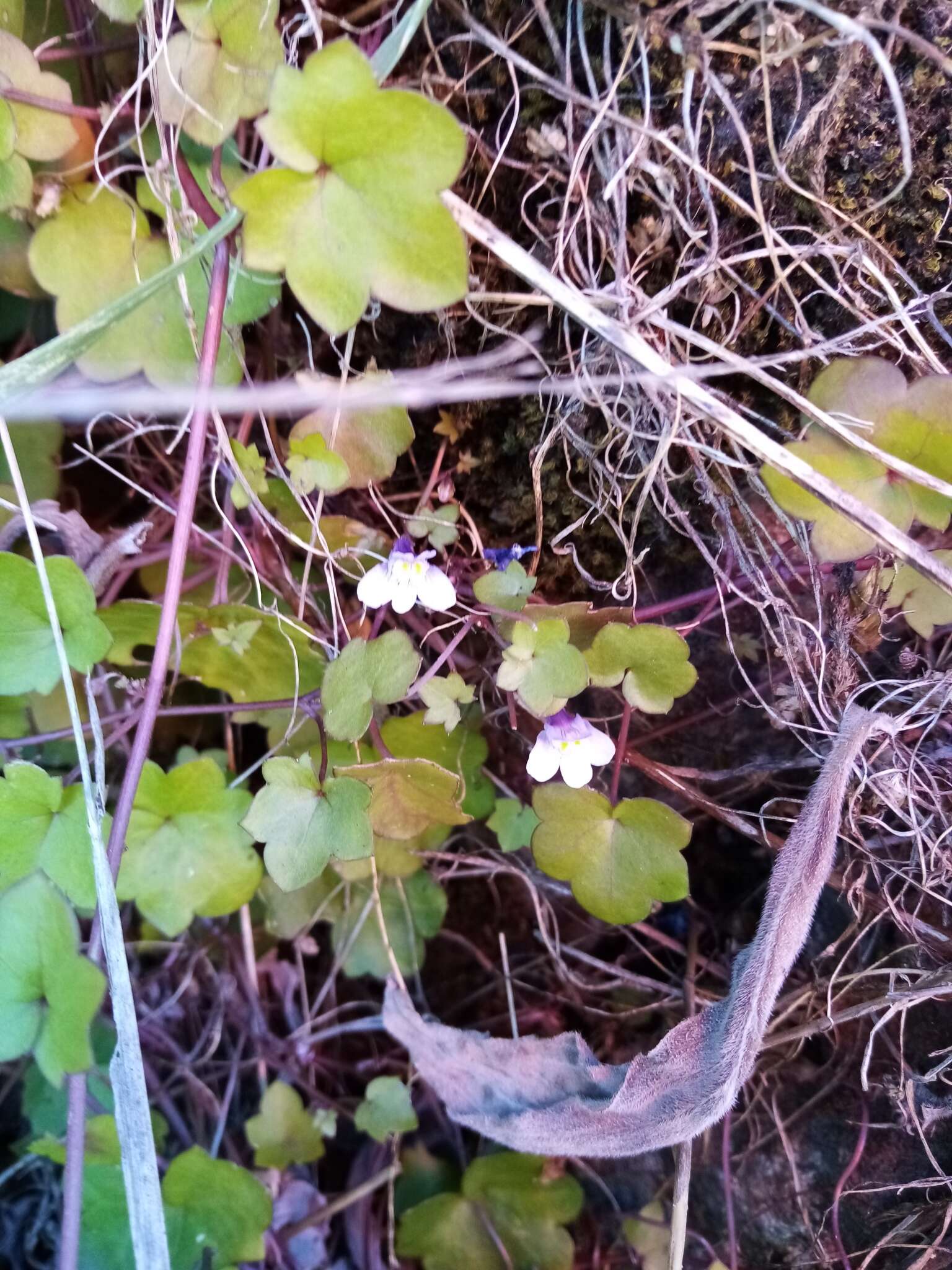 Image of Ivy-leaved Toadflax