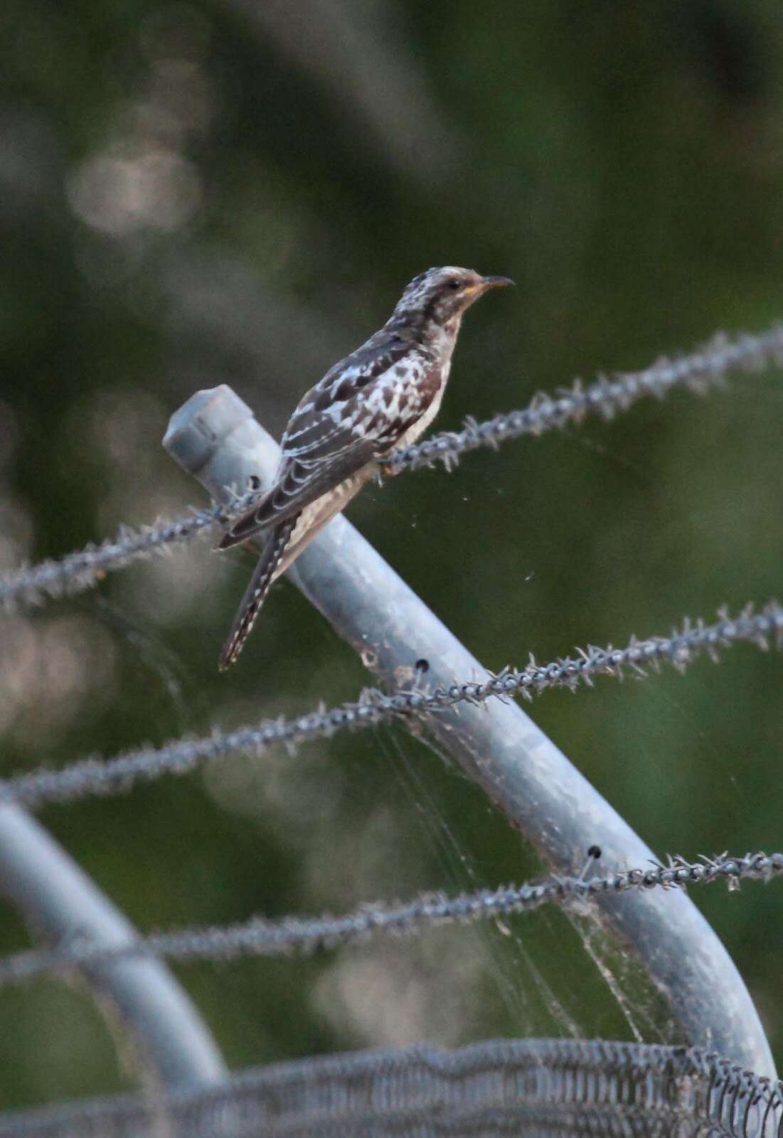 Image of Pallid Cuckoo