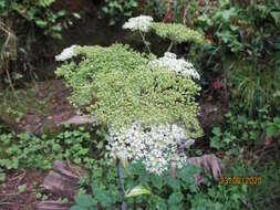 Image of wild angelica