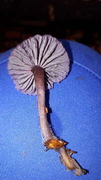 Image of Laccaria amethystina Cooke 1884