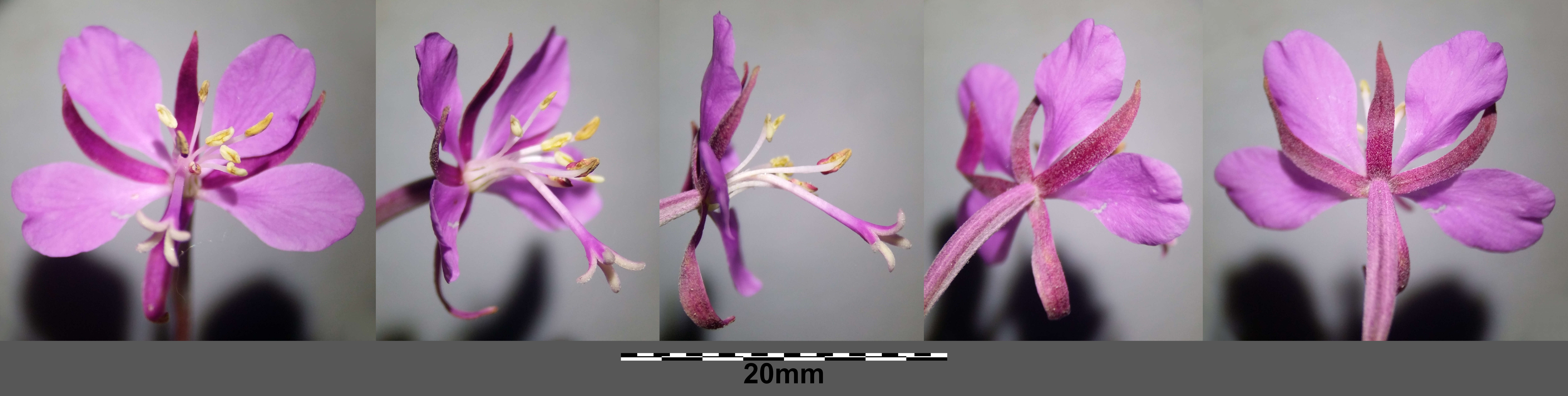 Image of Narrow-Leaf Fireweed