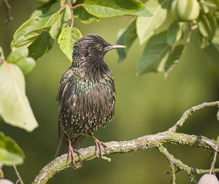 Image of Sturnus Linnaeus 1758