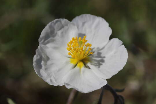 Image of White Rock-rose