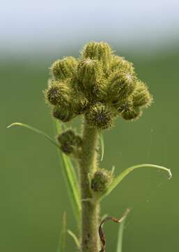 Image of marsh sow-thistle