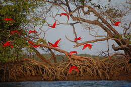 Image of Scarlet Ibis