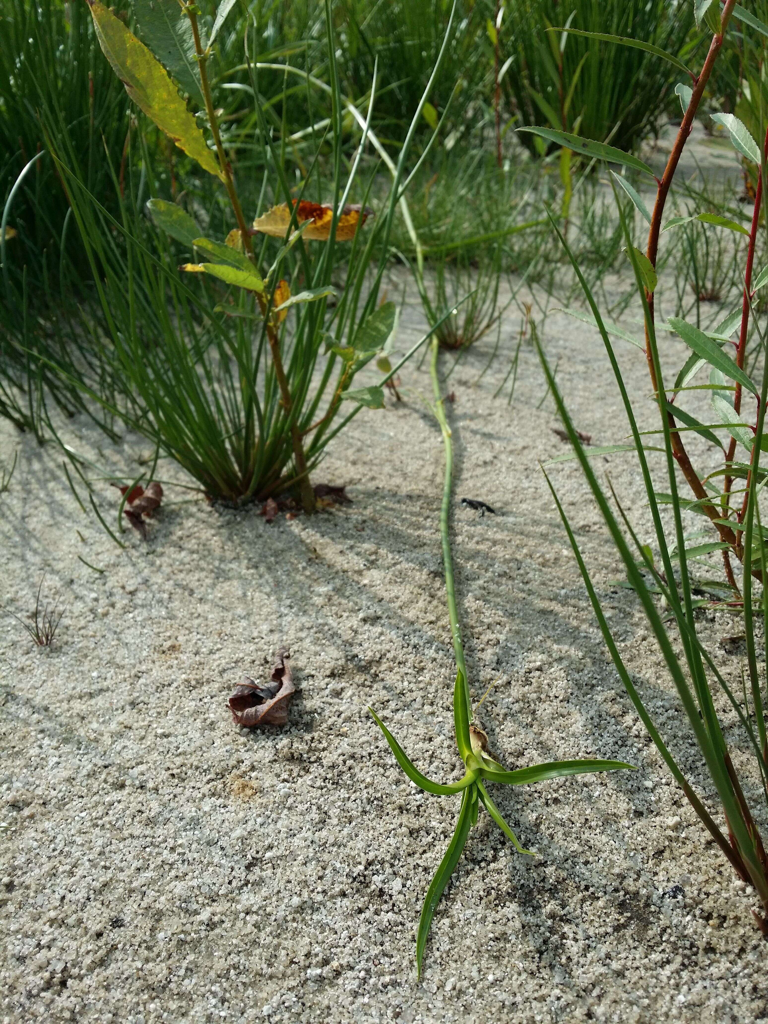 Image of Scirpus radicans Schkuhr