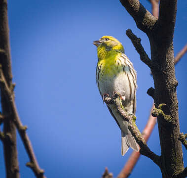 Image of serin, european serin