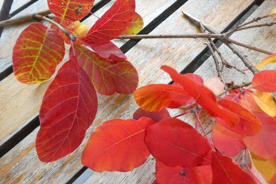 Image of European smoketree