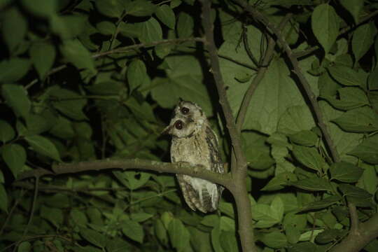 Image of Indian Scops Owl