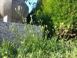 Image of smooth hawksbeard