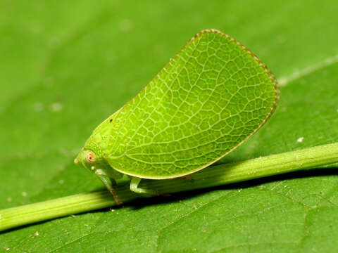 Image of Green Coneheaded Planthopper